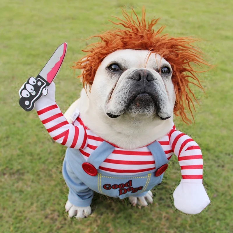 French bulldog in a Halloween costume on the lawn